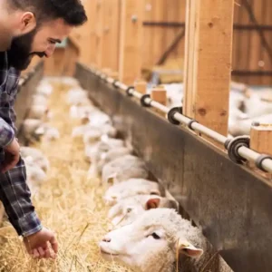 نمایشگاه بین المللی صنعت دام و طیور و آبزیان تبریز